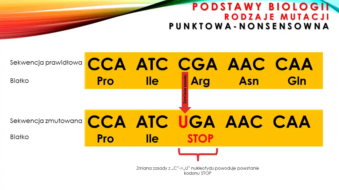 Slajd ukazujący mutację nonsensowną w genach